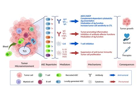 Cancers Free Full Text Heterogeneity And Functions Of Tumor
