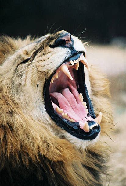 Lion Roaring Horror Safari Stock Photos Pictures And Royalty Free Images