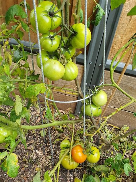 Growing Green Tomato Plant Its Looks Amazing Stock Photos Free