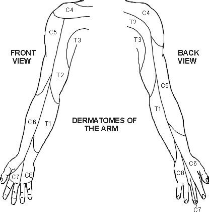 Upper Extremity Dermatomes Permission Granted By Pils Licensing To My