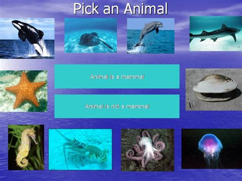 Ocean Animals Teaching Resources