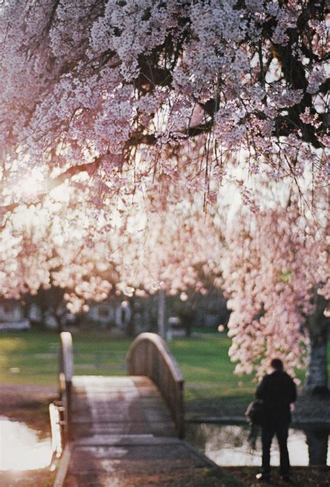 Cherry Blossom Bridge Portland Oregon Zen Place Cherry Blossom