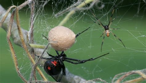 5 Signs Of Black Widow Spider Infestation You Must Not Miss