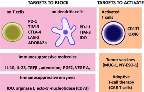 Immunotherapeutic Opportunities For Triple Negative Breast Cancer