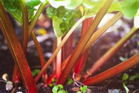13 Of The Best Rhubarb Varieties Gardeners Path