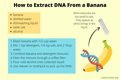 How To Extract Dna From A Banana