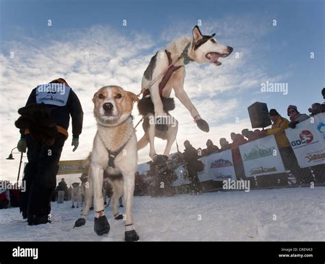 Dog Team Sled Dog Jumping Excited Lead Dog Alaskan Huskies At The