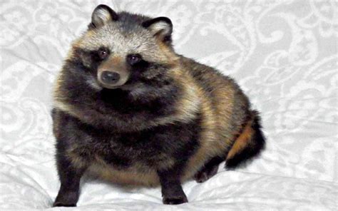 Rare Dog Breed Looks Virtually Identical To A Raccoon Sheknows