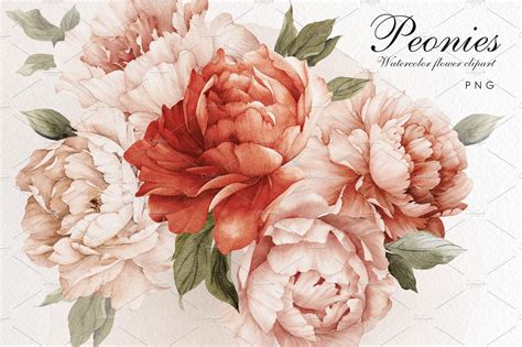 Watercolor Flowers Peonies Png Decorative Illustrations ~ Creative