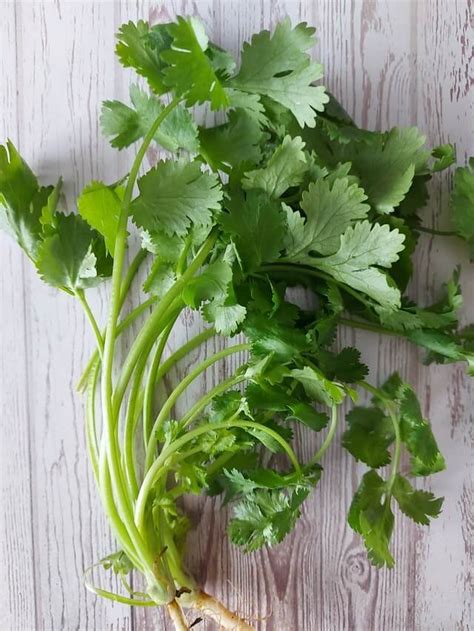 Growing Cilantro From Cuttings A Step By Step Guide — Gardening Herbs