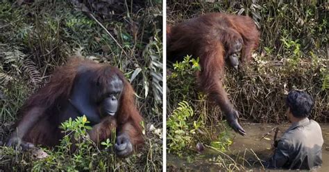 Orangutan Caught On Camera Offering A Hand To A Man Clearing Snakes