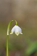 St. Agnes flower stock photo. Image of dewdrop, snowbell - 177701218