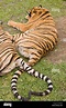 Tiger tails form a heart at Tiger Kingdom, a tourist facility where ...