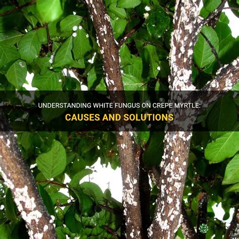 Understanding White Fungus On Crepe Myrtle Causes And Solutions Shuncy