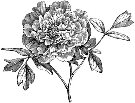 Flowering Branch Of Mountain Peony Clipart Etc