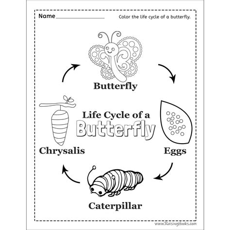 Butterfly Life Cycle Activity Sheet