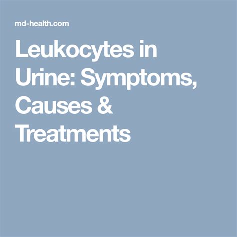 Leukocytes In Urine Symptoms Causes And Treatments With Images