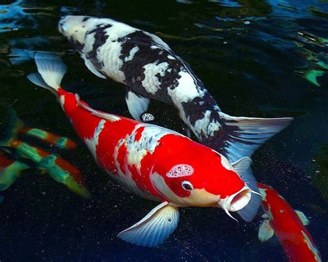 Koi Fish Facts And Information You Need To Know Here Koi Fish Koi