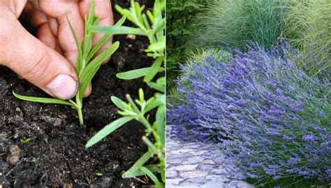 How To Grow Lavender From Seed Or Cuttings The Total Guide