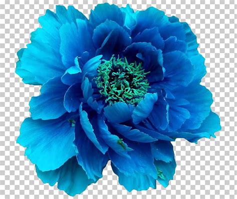 A wide variety of aqua blue flower options are available to you, such as material, feature, and commercial natural dried hydrangea blue hydrangeas wood hydrangea leaves real flower. Moutan Peony Blue Flower PNG, Clipart, Anemone, Annual ...