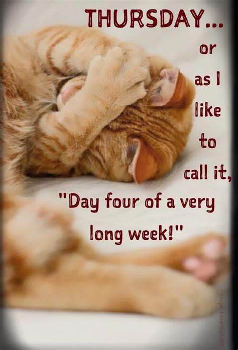 If your cat eats too quickly, try to slow things down. Day Four Of A Very Long Week Pictures, Photos, and Images ...