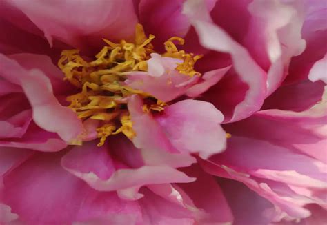 Mutabilis Plena Peony The Ever Changing Showstopper The Green Thumb