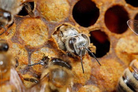 Emerging Honey Bee By Stocksy Contributor Paul Tessier Stocksy