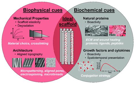 The Role Of Biophysical And Biochemical Cues In Designing Biomaterials