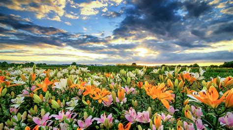 3840x2160 Colorful Field Earth Colors Flower Lily Wallpaper 