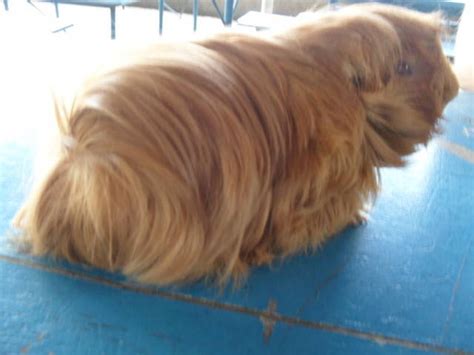 Peruvian Long Haired Guinea Pig For Sale Adoption From