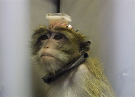 Over 400000 Experiments Carried Out On Animals In Israel Last Year