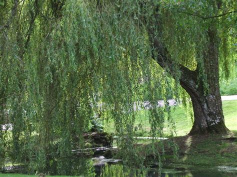Celtic Tree Month Of Willow April 15 May 12 The Desert Path