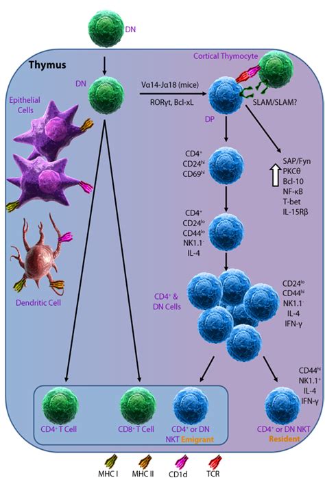 A Different Representation Of Natural T Cells And Natural Killer Cells