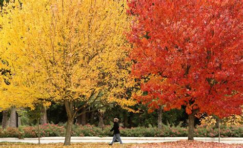 Researchers Discover Reasons For Red Leaves In Fall The Star
