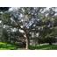 Tree Spotlight Cork Oak  Canopy