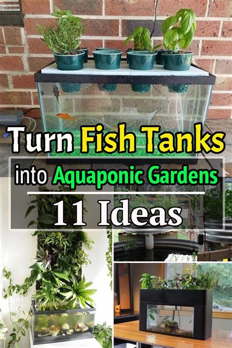 Turn Fish Tanks Into Aquaponic Gardens 11 Ideas Aquaponic