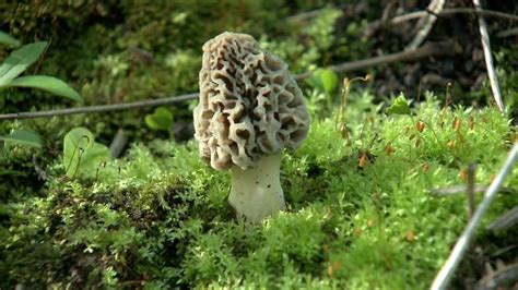 Morel Mushroom Hunting Season Attracts Thousands To Wisconsin Woods