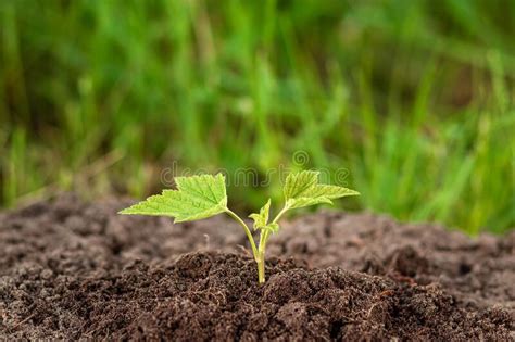 A Green Sprout Breaks Out Of The Ground Against The Backdrop Of