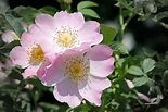 1366x768 wallpaper | pink wild rose flower | Peakpx