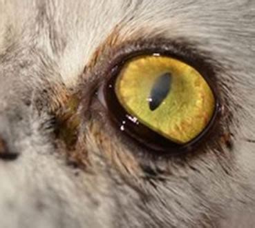 Hello, eyelid surgery recovery varies based on the exact nature of surgery performed(upper eyelids, lower eyelids, fat grafts etc.) as well as the individual's tendency to bruise and their intrinsic healing patterns. corneal-surgery-in-cat - Animal Eye Clinic