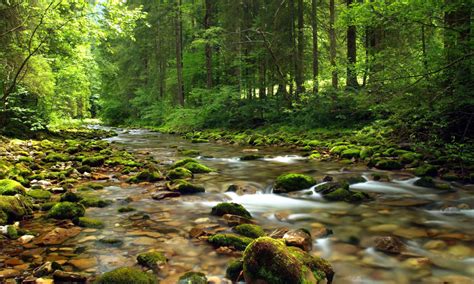 Mountain Stream River Gravel Covered With Green Moss Clear Water Forest
