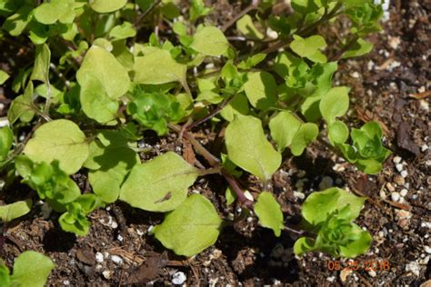 Spotlight On Weeds Common Chickweed Purdue Landscape Report