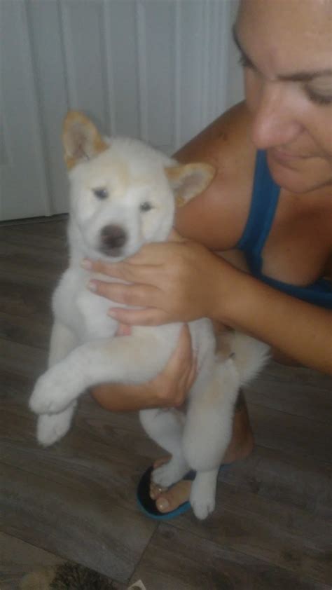 A wooly, fluffy tailed, bold japanese spitz. Shiba Inu Puppies For Sale | Cape Coral, FL #218274