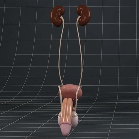 Anatomy Male Reproductive System And Kidneys 3d Model Max