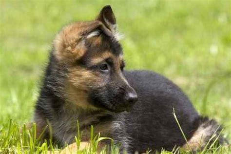 German shepherd dogs & puppies in uk. Free German Shepherd Puppies For Adoption | PETSIDI