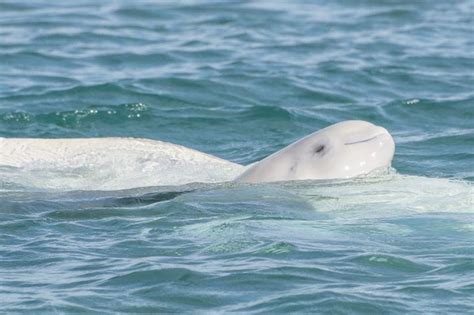 Interesting Facts About Beluga Whales Historic Cornwall