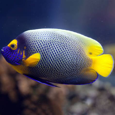 Blueface Angel Pomacanthus Xanthometopon Saltwater Aquarium Fish
