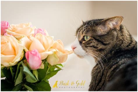 Bodie Jones Pittsburgh Cat Photography Bark And Gold Photography