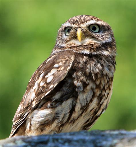 Little Owl Portrait Free Stock Photo Public Domain Pictures