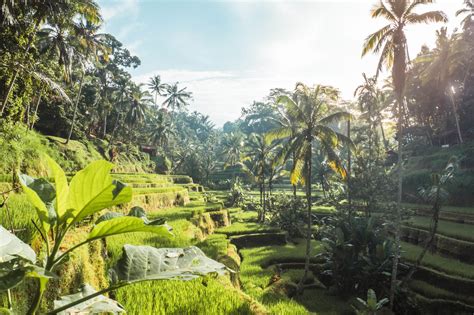 10 Km North Of Central Ubud Lies One Of Bali S Most Important Natural Treasures And Unesco World